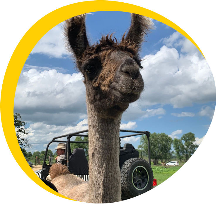 walco llama safari - walco blog