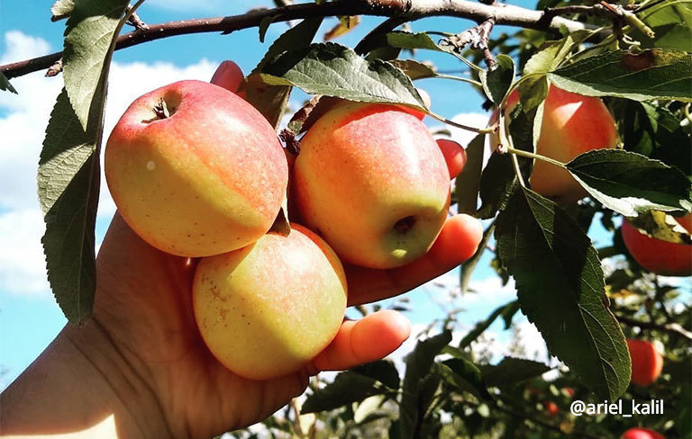 apple barn apple picking - walco blog