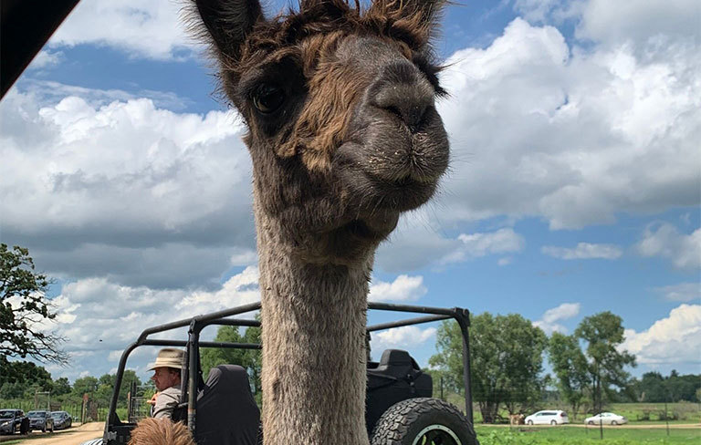 enjoy summer in Walworth County a Lake Geneva Llama Safari - walco blog